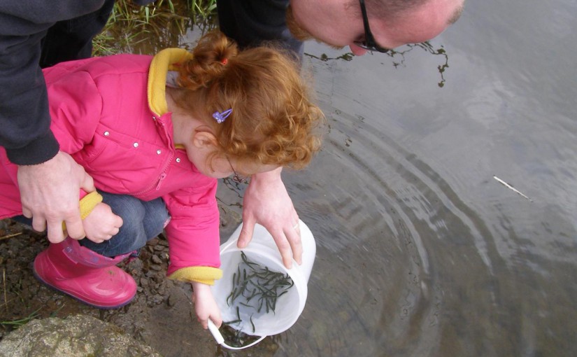 Salmon Fry Release April 2018