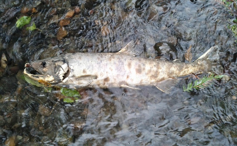 Salmon – November 18