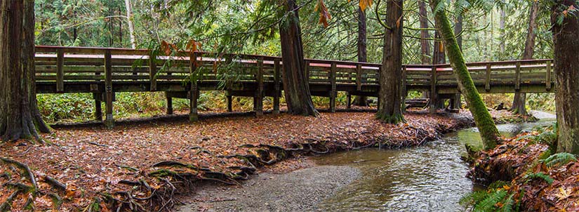 Yorkson Creek Viewing Area