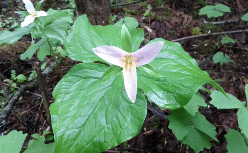 Trillium