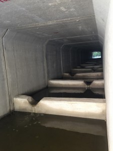 86 culvert interior (768x1024)