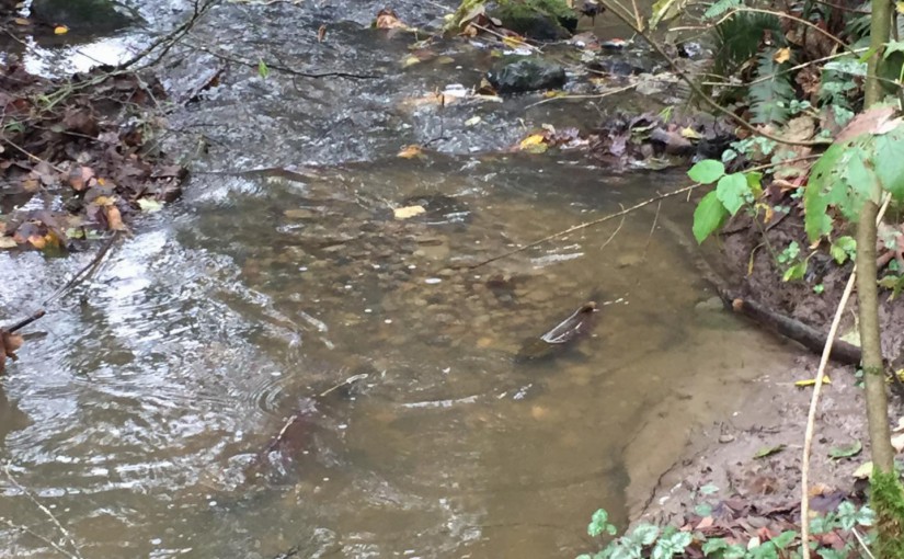 Salmon return to Yorkson Creek