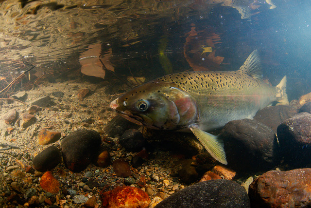 Yorkson creek salmon are back!