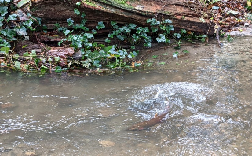 Salmon splashing